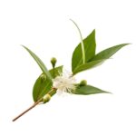 Amyris Oil