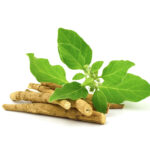 Ashwagandha Oil