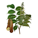 Balsam Peru Oil