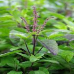 Basil (Indian Holy Basil) Hydrosol
