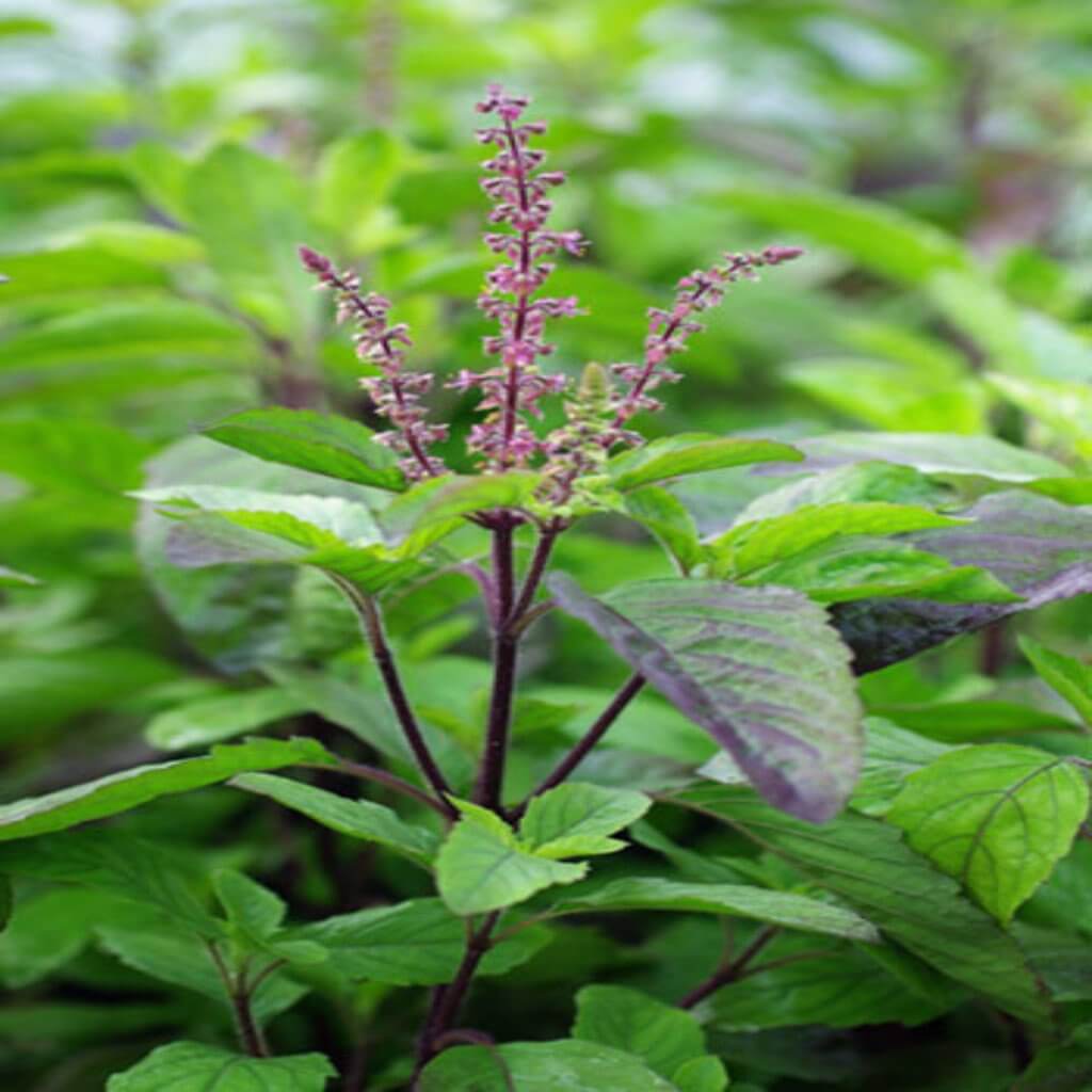 Basil (Indian Holy Basil) Hydrosol Basil (Indian Holy Basil) Hydrosol