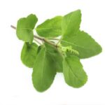 Basil Oil Indian (Holy Basil)