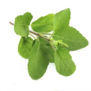 Basil Oil Indian (Holy Basil)