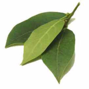 Bay Hydrosol