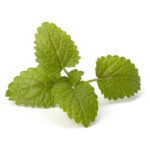 Bergamot Mint Oil (Mentha Citrata)