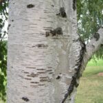 Birch Oil