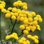 Blue Tansy Oil
