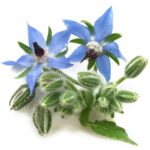 Borage Oil
