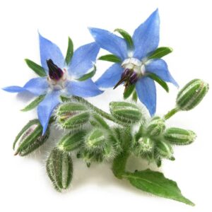Borage Oil