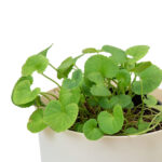 Brahmi Oil