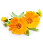 Calendula Oil