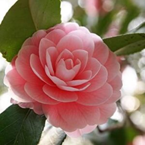 Camellia Oil