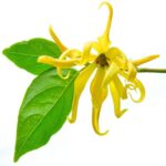Cananga Oil