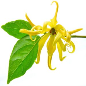Cananga Oil