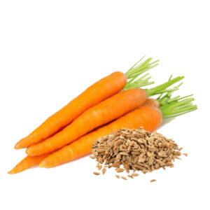 Carrot Seed Carrier Oil