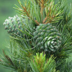 Cedar Wood Hydrosol