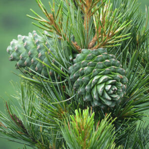 Cedar Wood Hydrosol