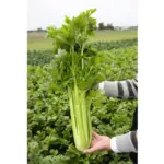 Celery Oleoresin