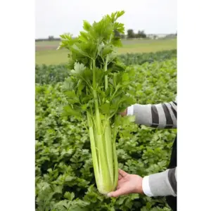 Celery Oleoresin
