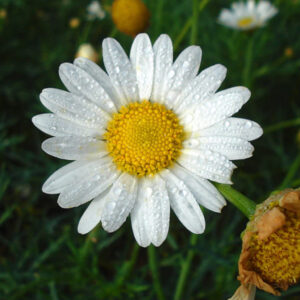Chamomile German Hydrosol