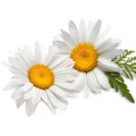 Chamomile Oil German