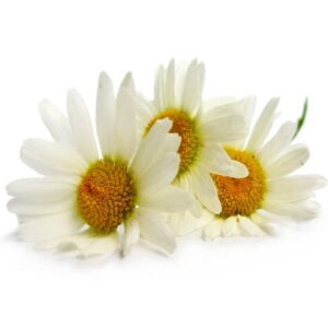 Chamomile Oil Roman