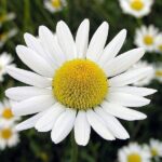 Chamomile Roman Hydrosol