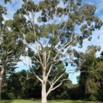 Citriodora (Lemon Eucalyptus) Hydrosol