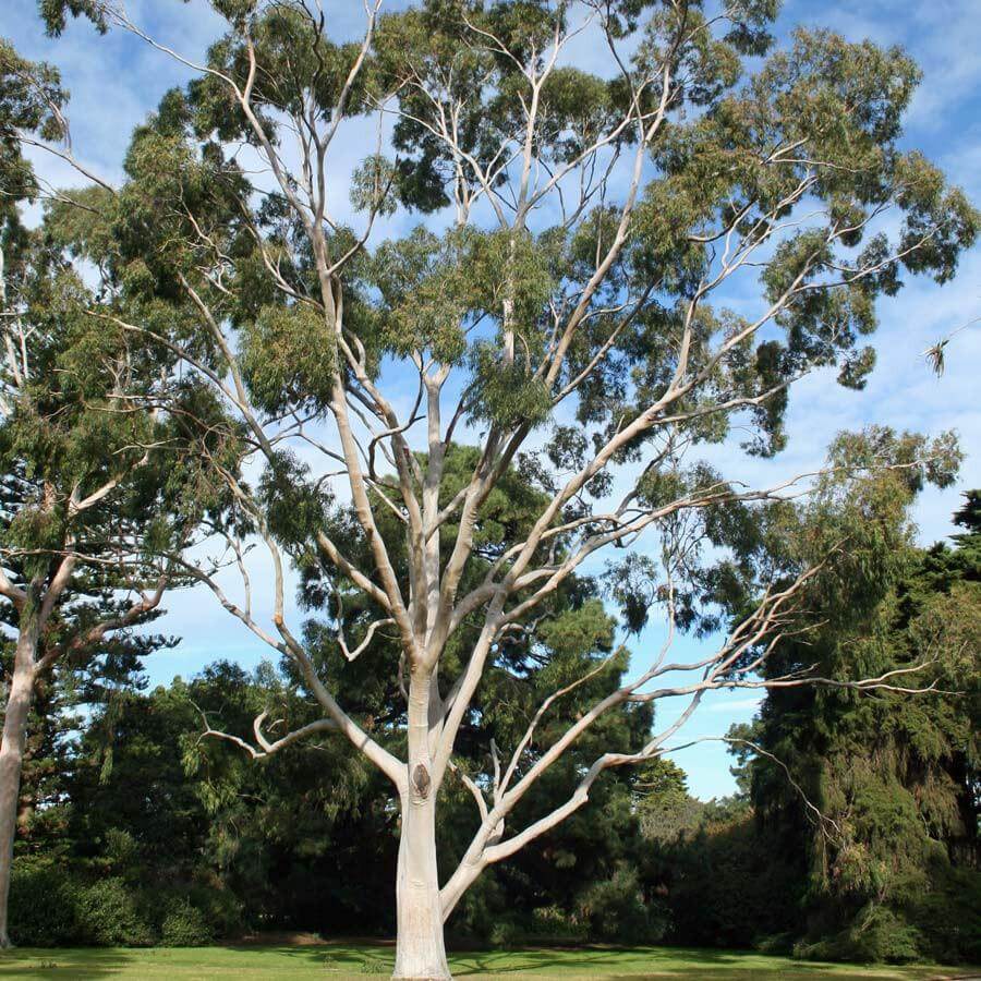 Citriodora (Lemon Eucalyptus) Hydrosol Citriodora (Lemon Eucalyptus) Hydrosol