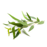 Citriodora  (Lemon Eucalyptus) Oil