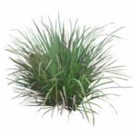 Citronella Hydrosol