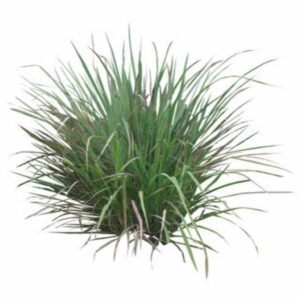Citronella Hydrosol