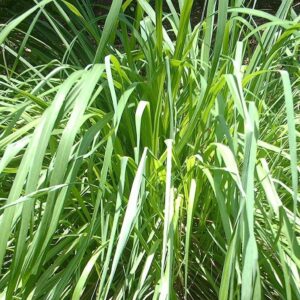 Citronella Oil