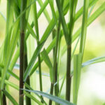 Citronella Oil (Java)