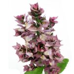 Clary Sage Oil