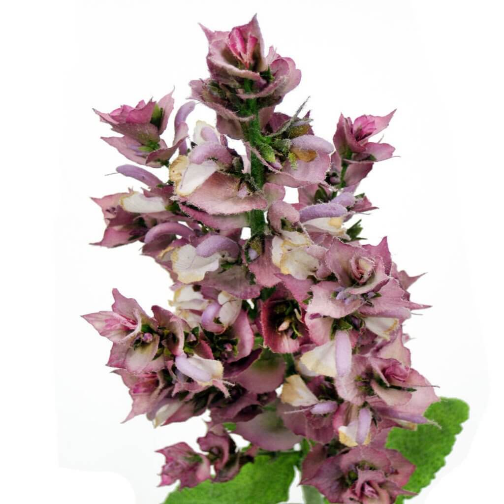 Clary Sage Oil Clary Sage Oil