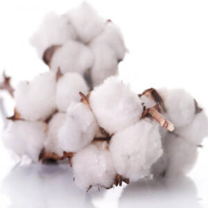 Clean Cotton Fragrance Oil