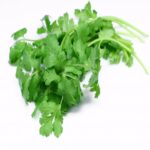 Coriander Hydrosol
