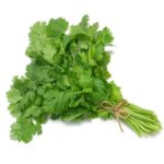 Coriander Oil Indian