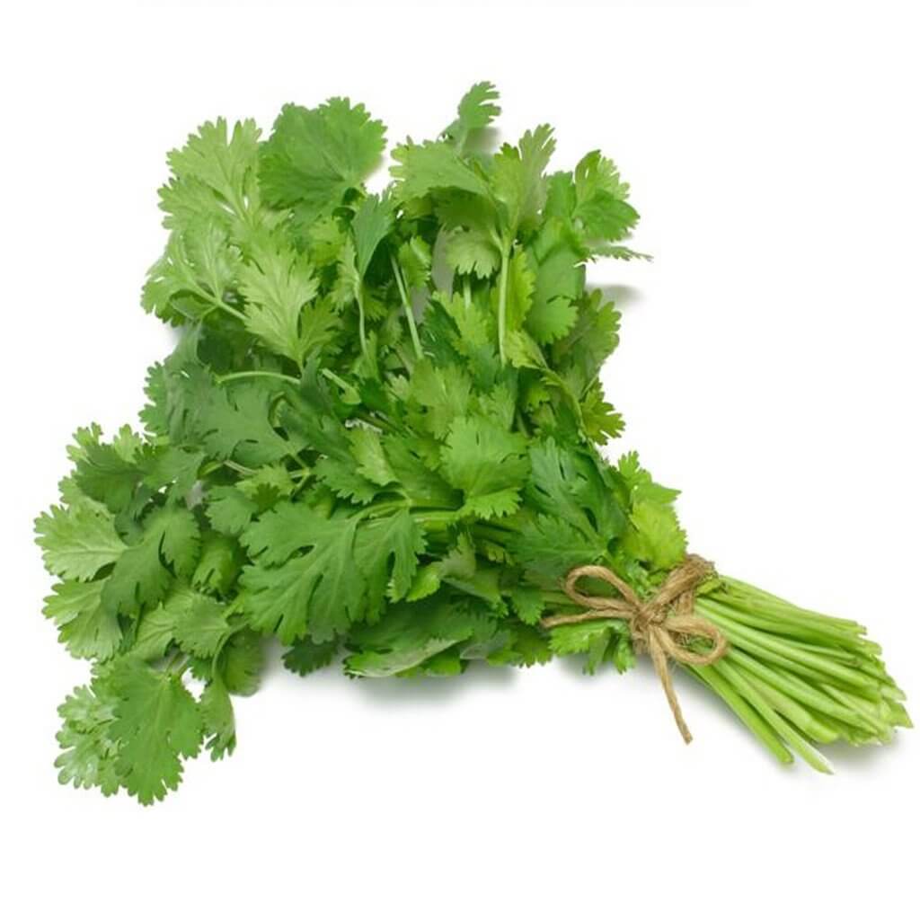 Coriander Oil Indian Coriander Oil Indian