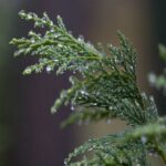 Cypress Hydrosol