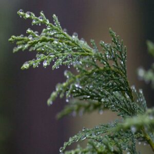 Cypress Hydrosol