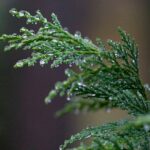 Cypress Oil
