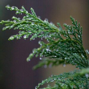 Cypress Oil