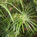 Cypriol Oil (Nagarmotha)