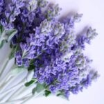 English Lavender Fragrance Oil