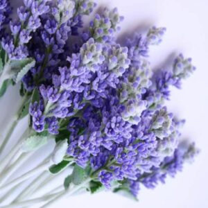English Lavender Fragrance Oil