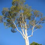 Eucalyptus Hydrosol
