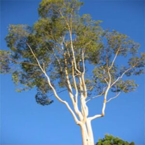 Eucalyptus Hydrosol