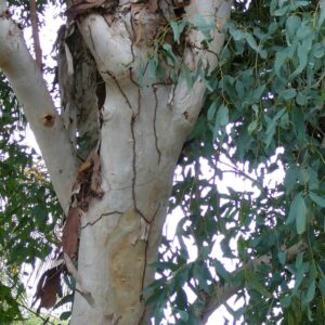 Eucalyptus Oil